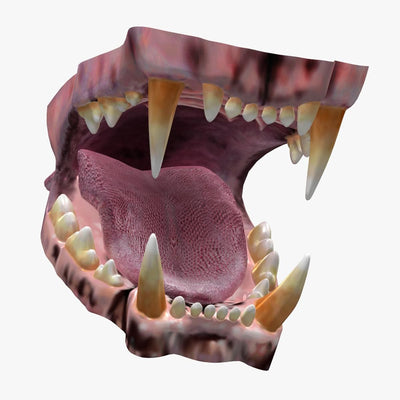 사자 입 3D 모델