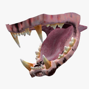 Lion Mouth 3D Model Thumbnail
