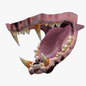 Lion Mouth 3D Model Thumbnail