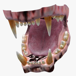 Lion Mouth 3D Model Thumbnail