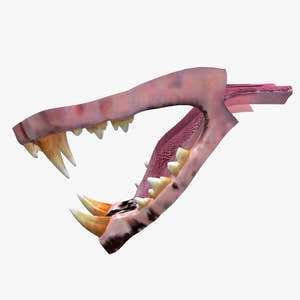 Lion Mouth 3D Model Thumbnail