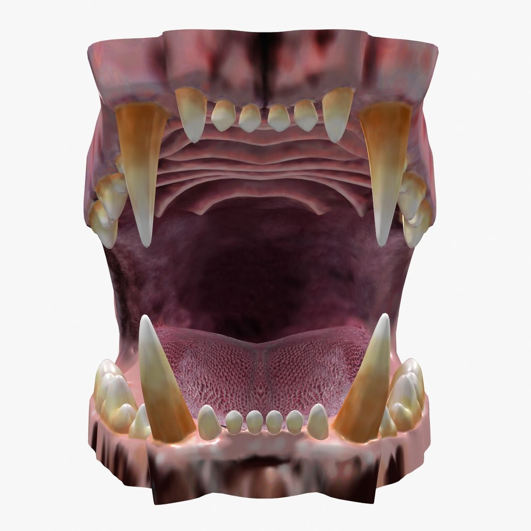 Lion Mouth 3D Model