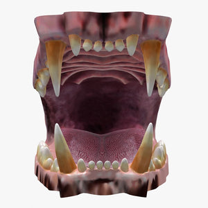 Lion Mouth 3D Model Thumbnail