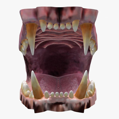 Lion Mouth 3D Model