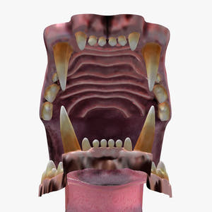 Lion Mouth 3D Model Thumbnail