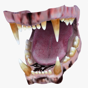 Lion Mouth 3D Model Thumbnail