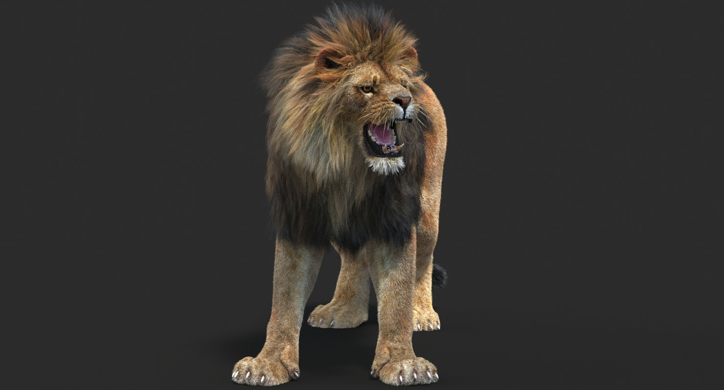 Lion roaring 3D model with hair and fur, rendered in 3ds Max using Arnold for professional projects