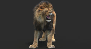 Lion roaring 3D model with hair and fur, rendered in 3ds Max using Arnold for professional projects Thumbnail