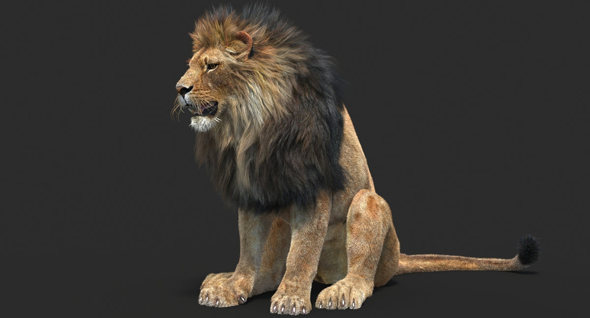 Rigged lion 3D model sitting pose with hair and fur, rendered in 3ds Max using Arnold for professional projects