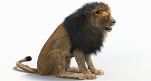 Realistic lion sitting pose side view, rigged with hair and fur in 3ds Max Arnold renderer Thumbnail