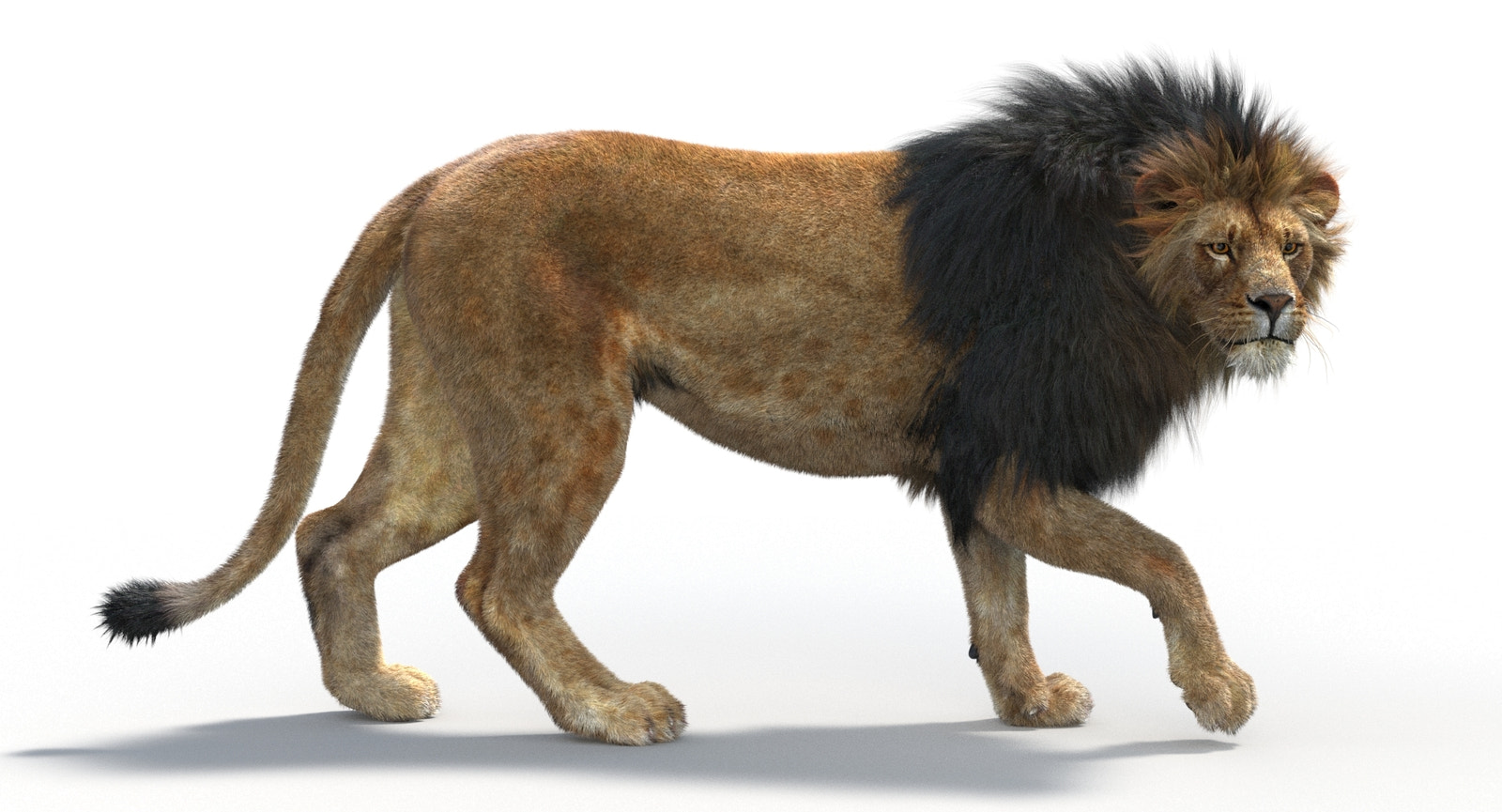 Rigged lion 3D model standing pose with front paw raised, realistic hair and fur, rendered in 3ds Max Arnold