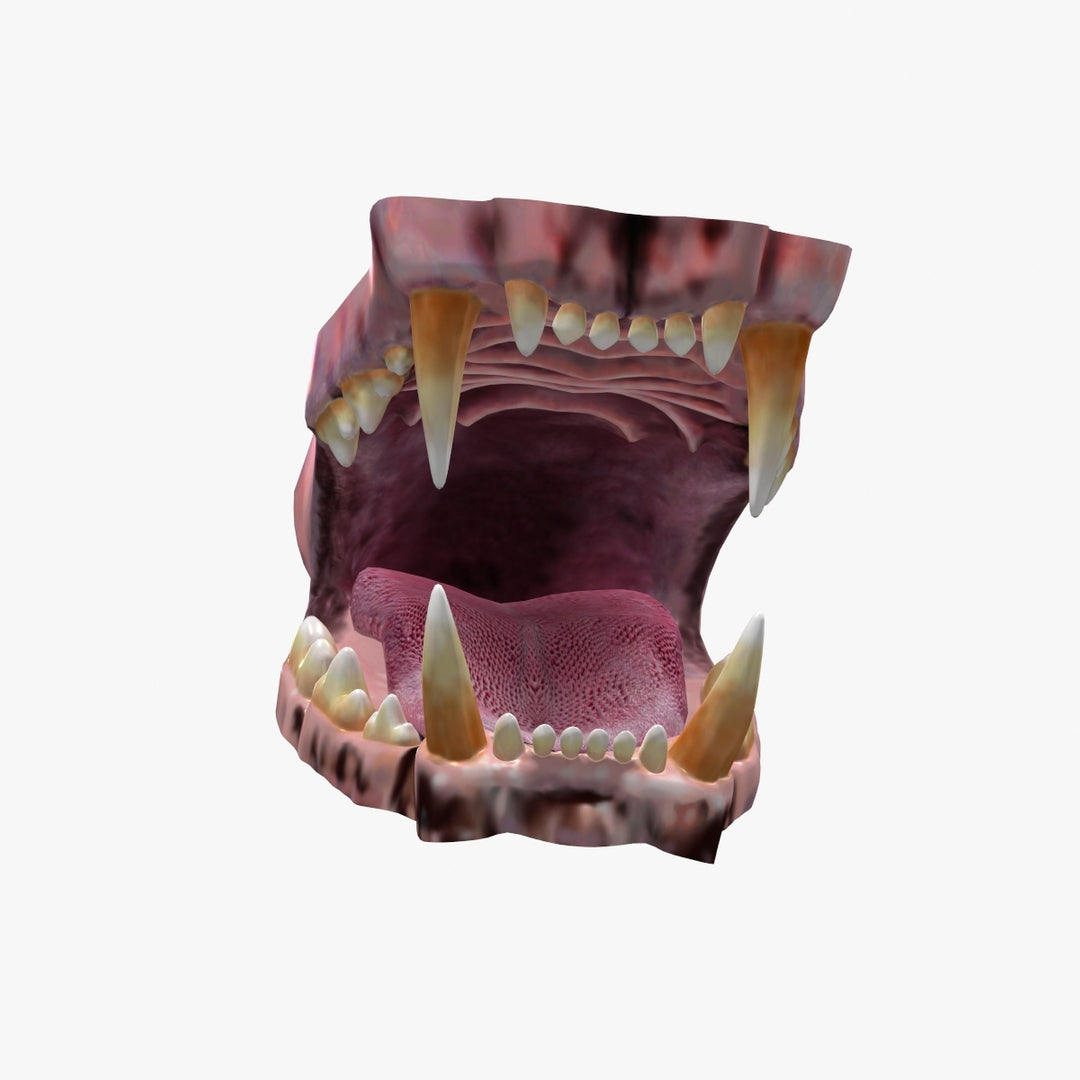 Lion Mouth 3D Model - 360 Degree View