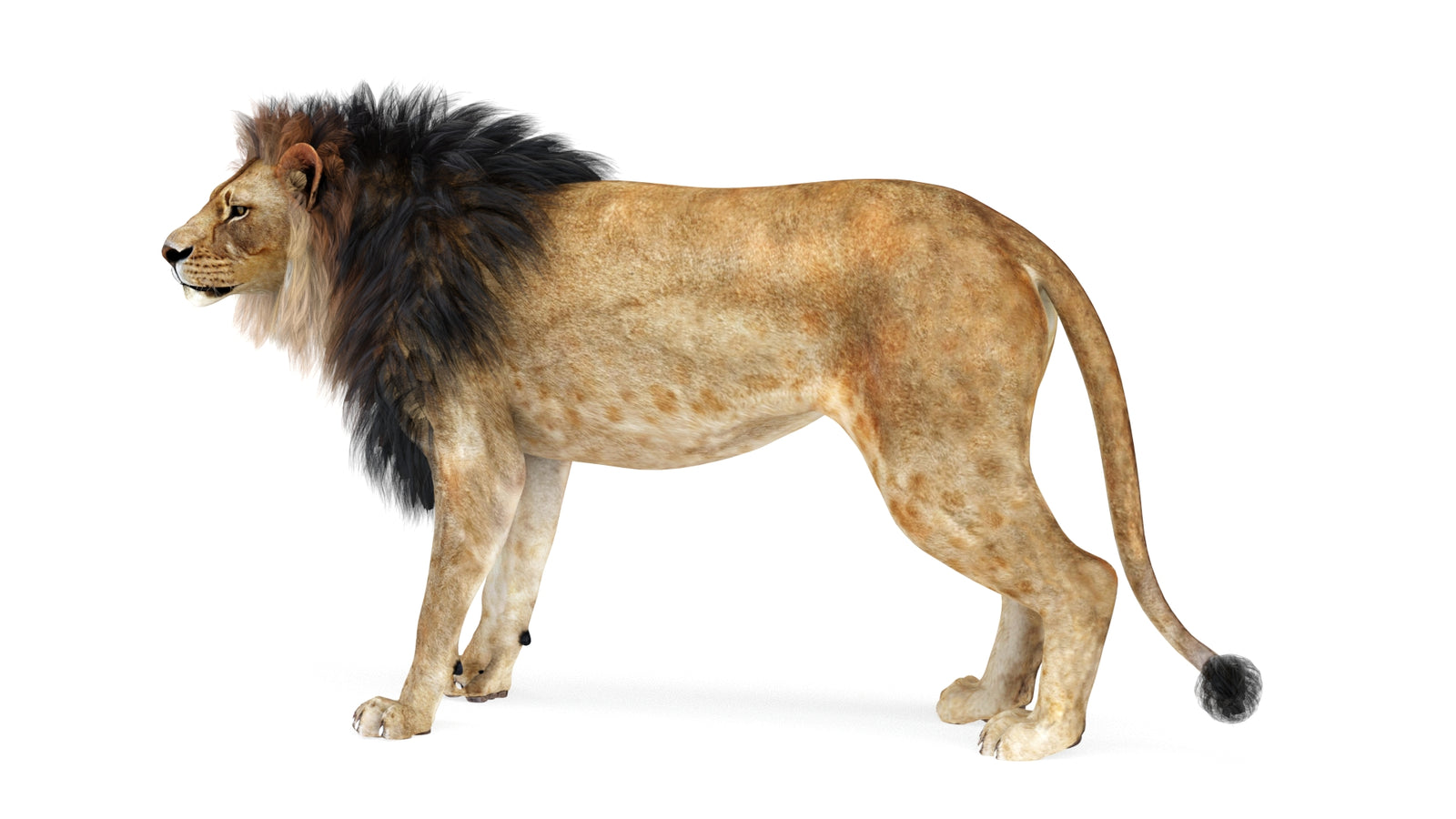 Lion 3D Model Rigged 360° view 1 frame 2
