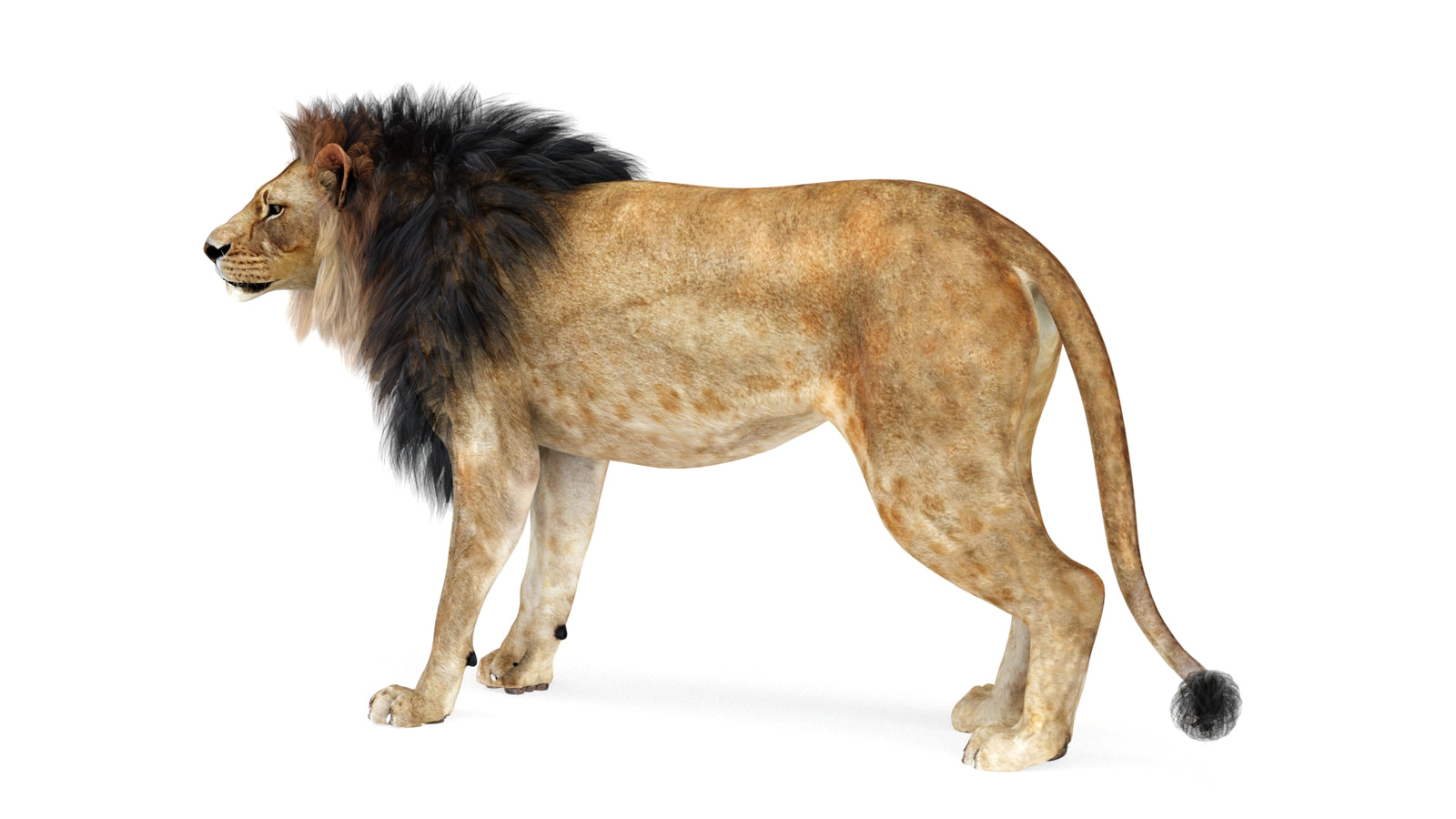 Lion 3D Model Rigged 360° view 1 frame 3