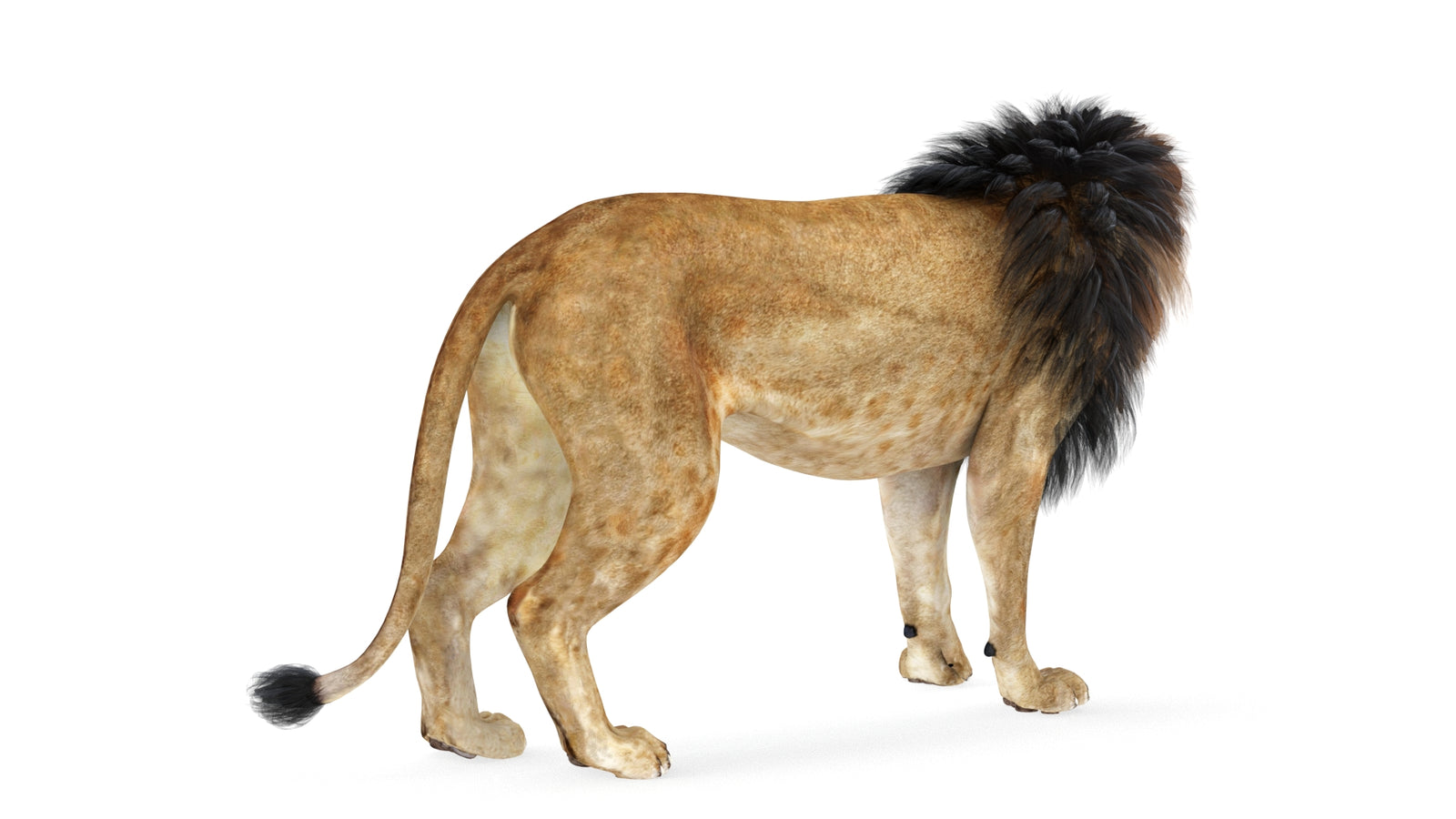 Lion 3D Model Rigged 360° view 1 frame 15