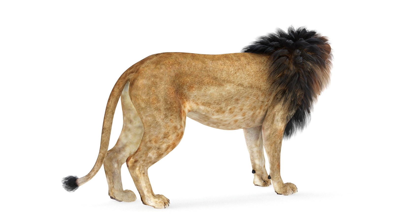 Lion 3D Model Rigged 360° view 1 frame 16