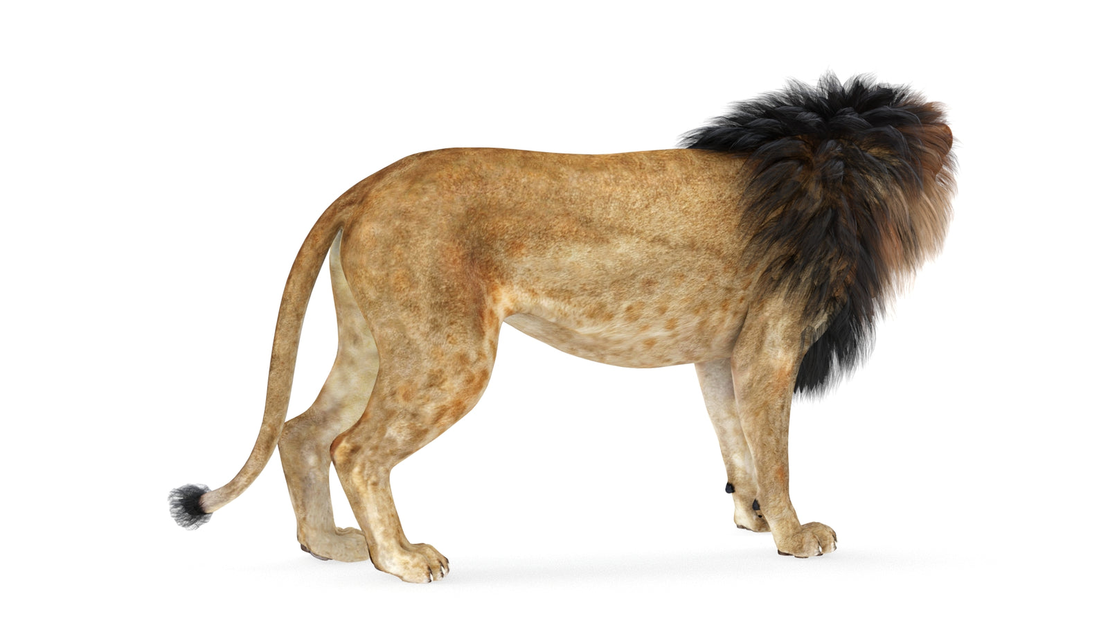 Lion 3D Model Rigged 360° view 1 frame 17
