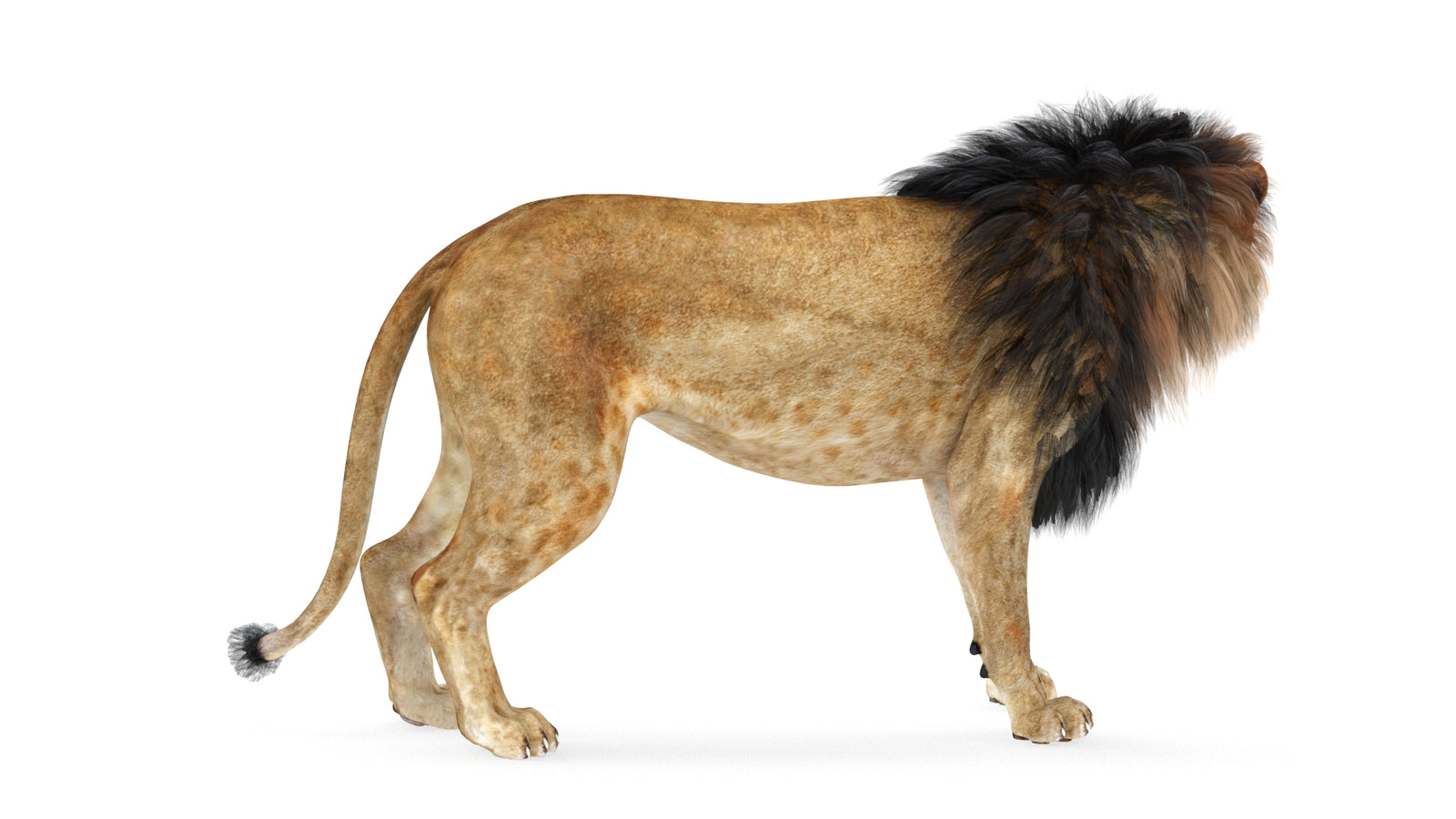 Lion 3D Model Rigged 360° view 1 frame 18