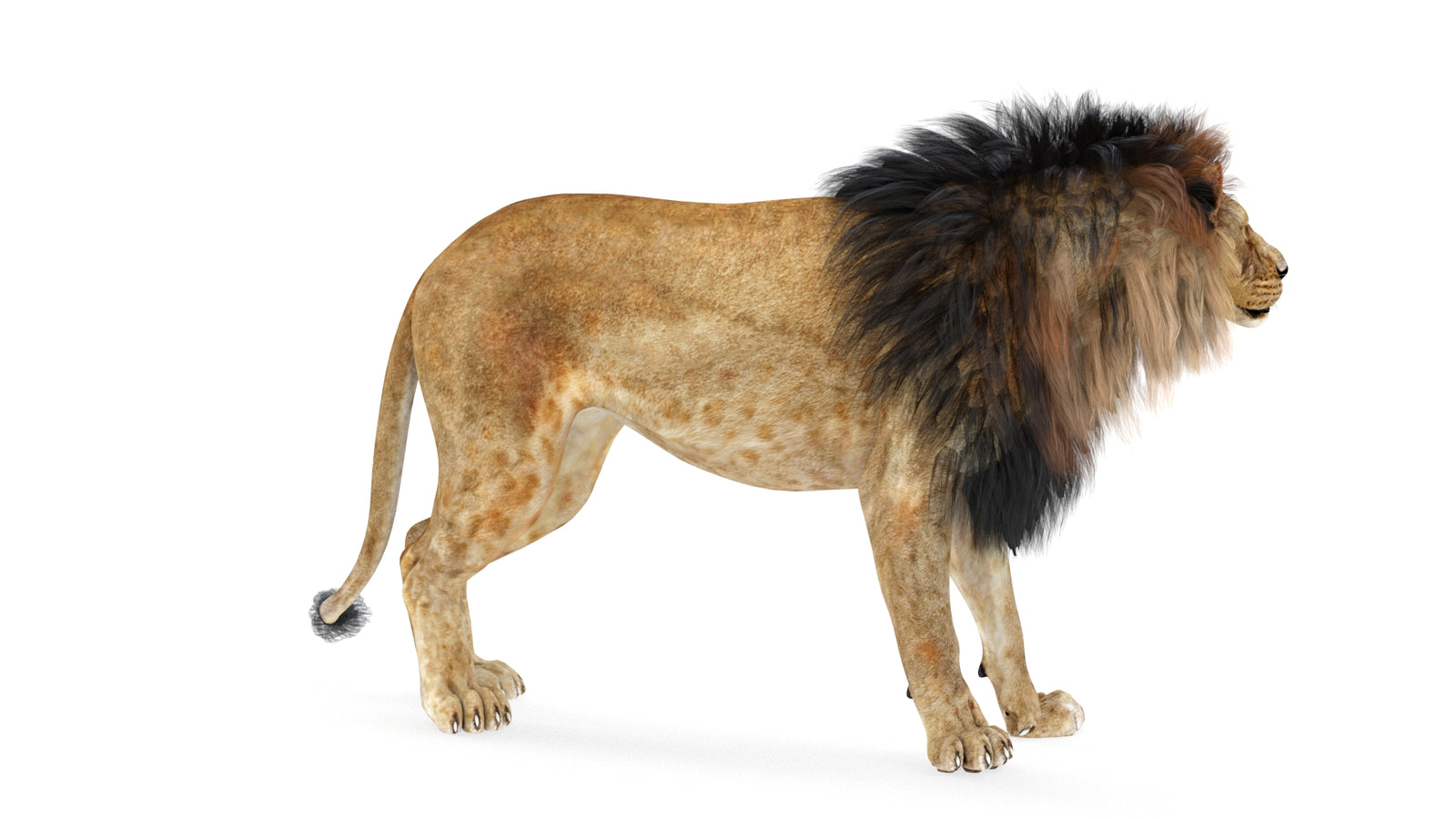 Lion 3D Model Rigged 360° view 1 frame 21