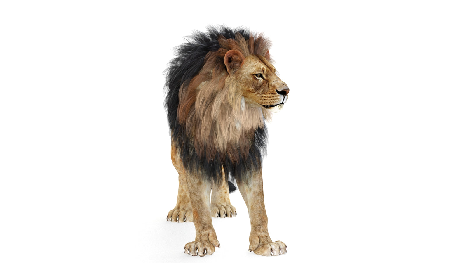 Lion 3D Model Rigged 360° view 1 frame 27