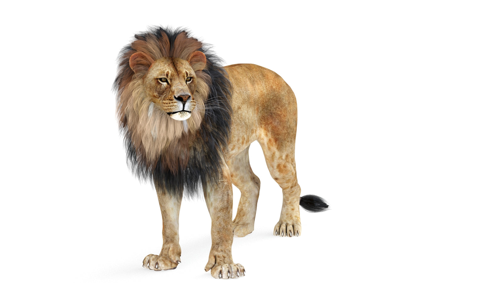 Lion 3D Model Rigged 360° view 1 frame 30