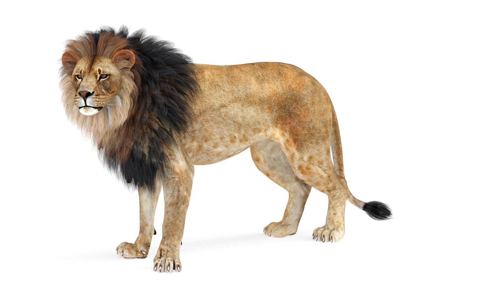 Lion 3D Model Rigged 360° view 1 frame 33