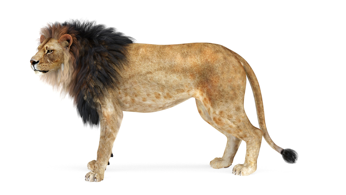 Lion 3D Model Rigged - 360 Degree View
