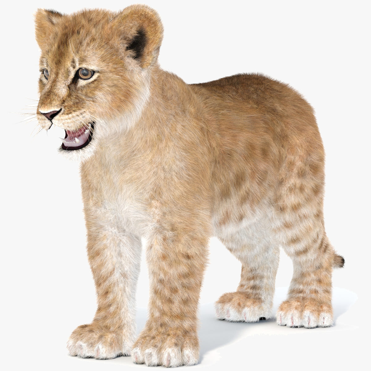 Realistic Lion Cub 3D Model with Fur for Download