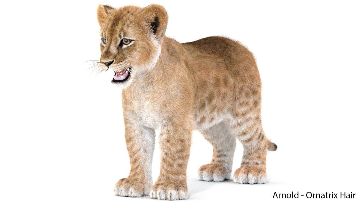 Realistic Lion Cub 3D Model with Fur for Download 3ds Max Arnold - Ornatrix Hair