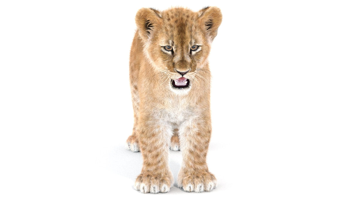 Realistic Lion Cub 3D Model with Fur for Download