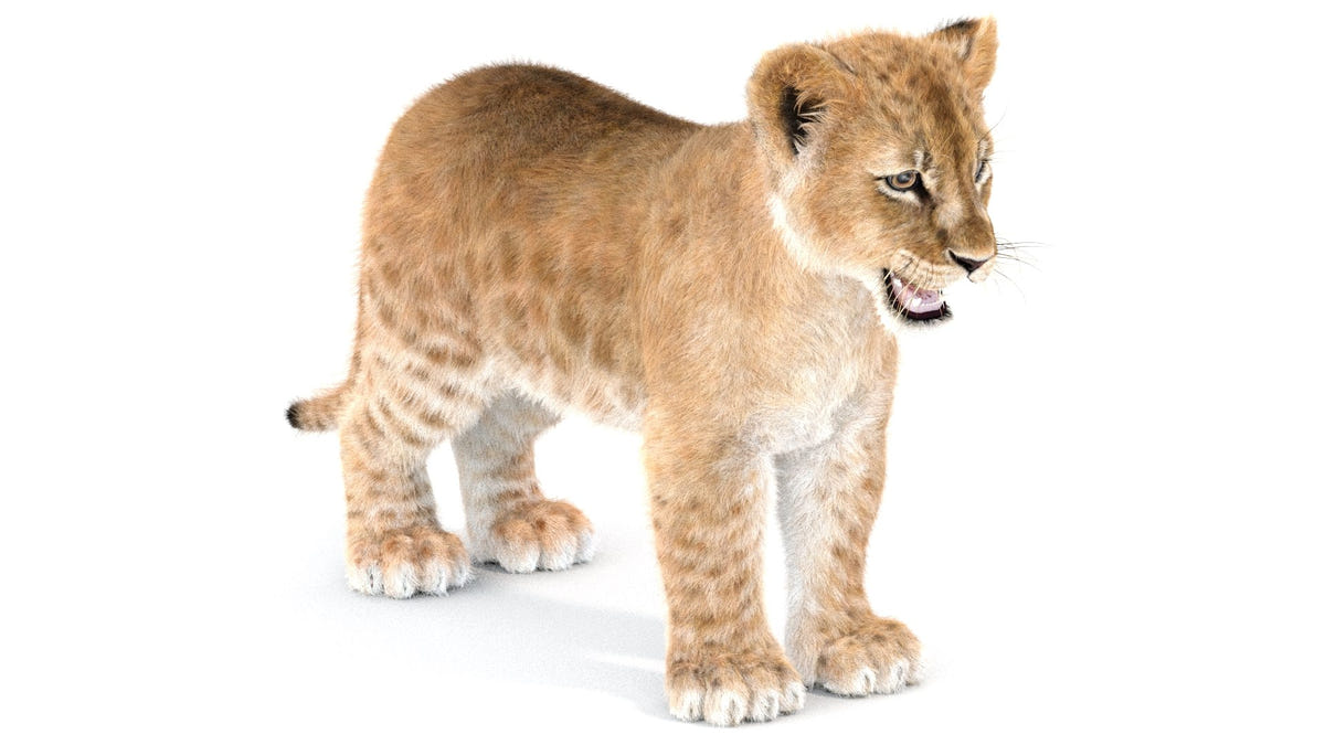 Realistic Lion Cub 3D Model with Fur for Download