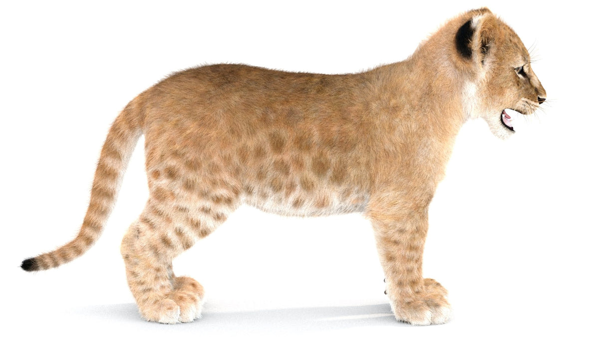 Realistic Lion Cub 3D Model with Fur for Download