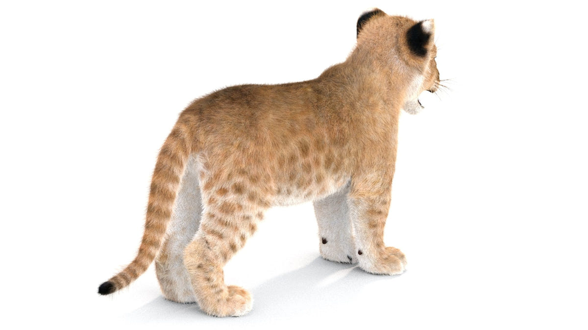 Realistic Lion Cub 3D Model with Fur for Download