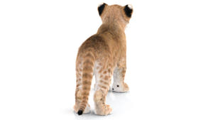 Realistic Lion Cub 3D Model with Fur for Download Thumbnail