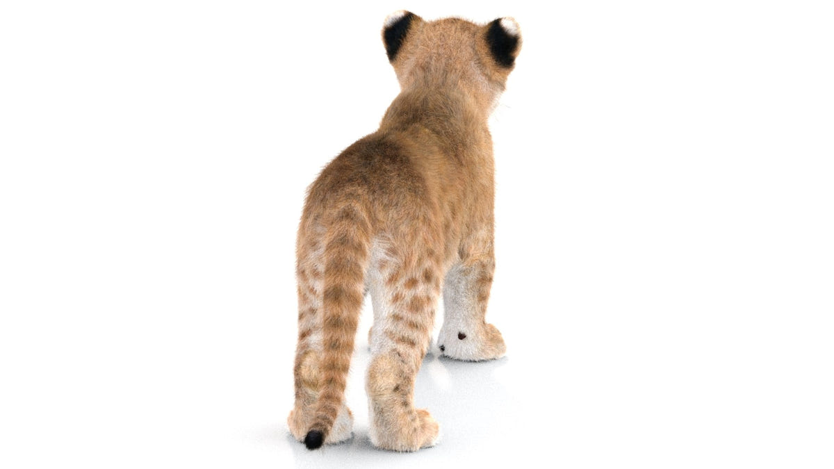 Realistic Lion Cub 3D Model with Fur for Download