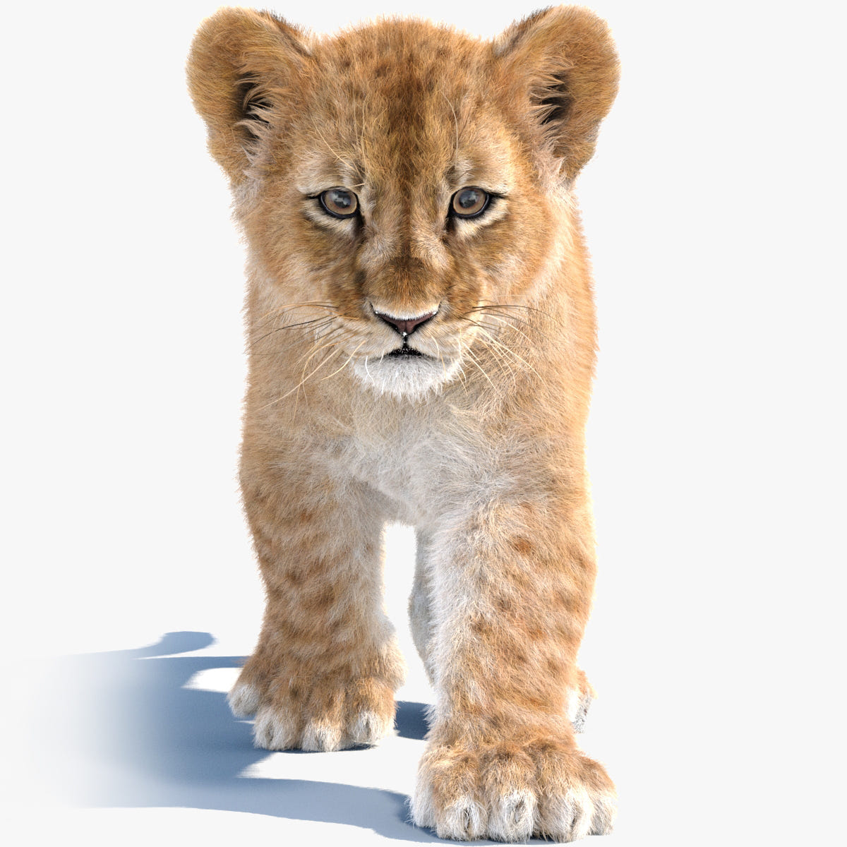 Lion Cub 3d Model Animated with Fur