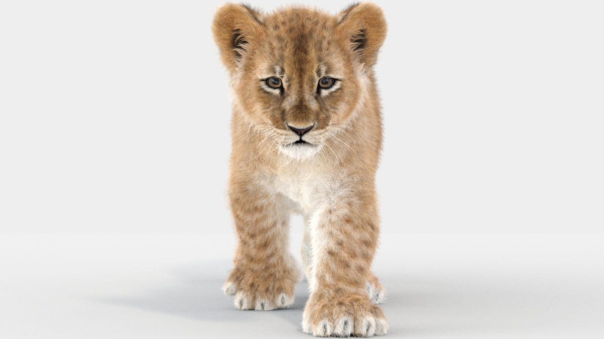 Lion Cub 3d Model Animated with Ornatrix Fur