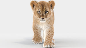 Lion Cub 3d Model Animated with Ornatrix Fur Thumbnail