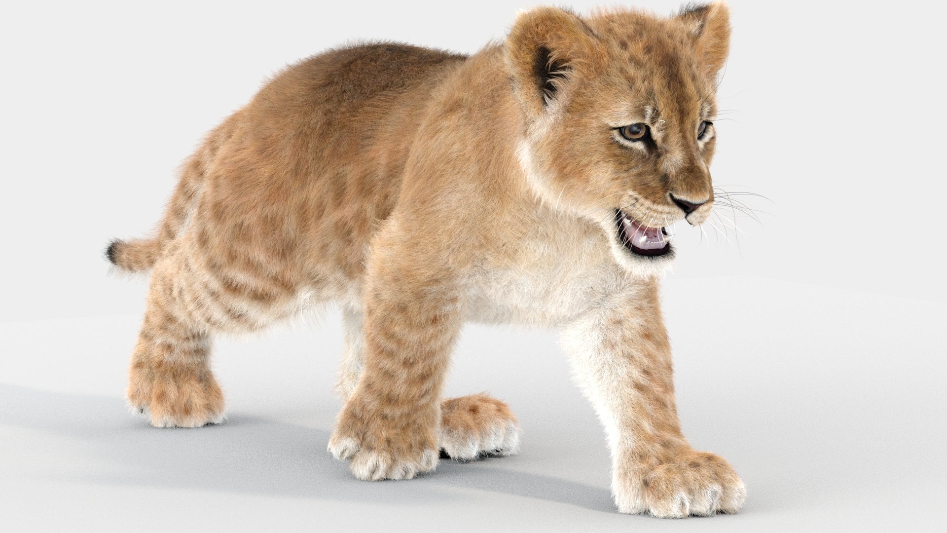 Lion Cub 3d Model Animated with Ornatrix Fur