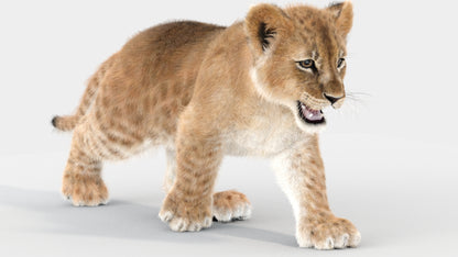 Lion Cub 3d Model Animated Fur