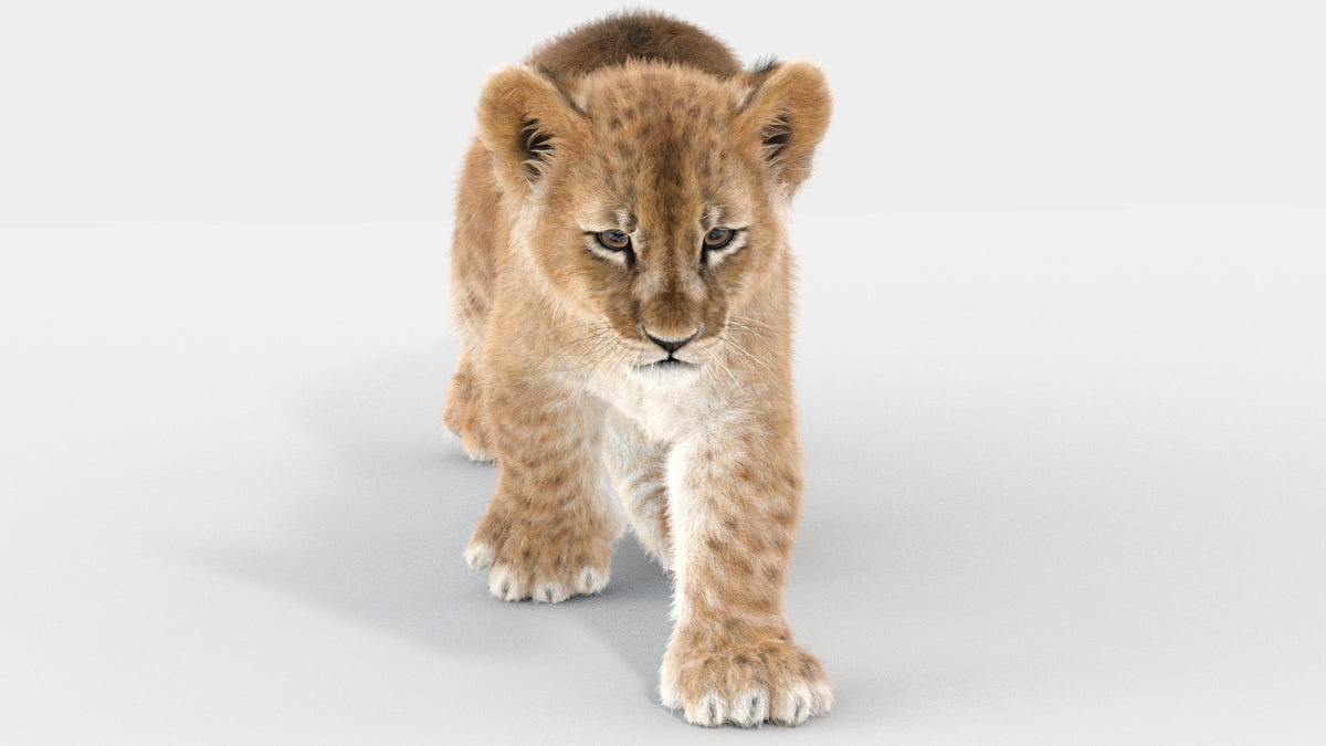 Lion Cub 3d Model Animated with Ornatrix Fur