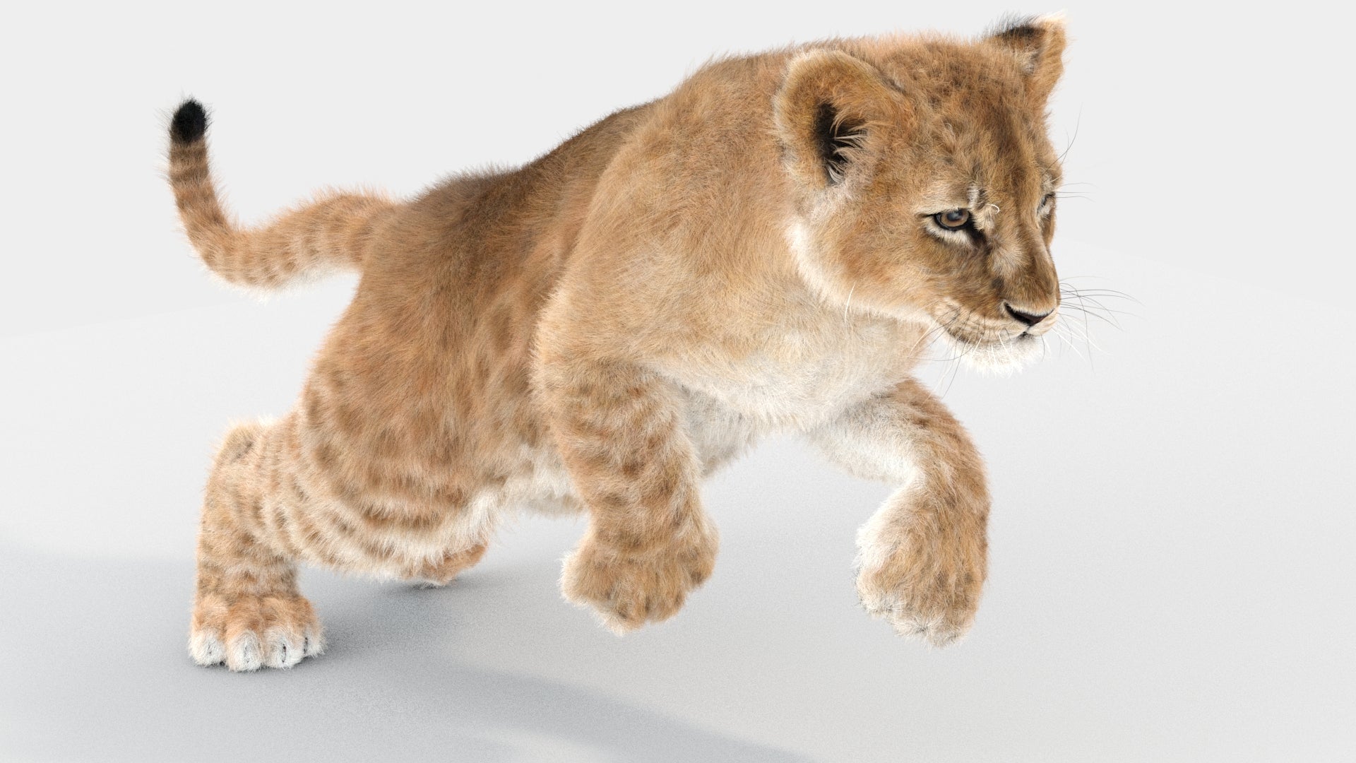 Lion Cub 3d Model Animated with Ornatrix Fur