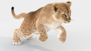 Lion Family 3D Models – Rigged Animated Bundle Thumbnail