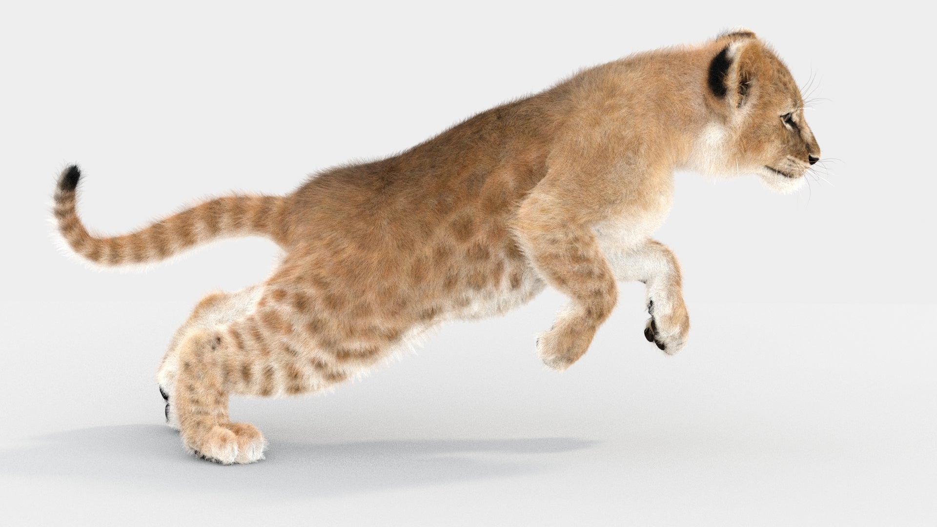 Lion cub running on a white background