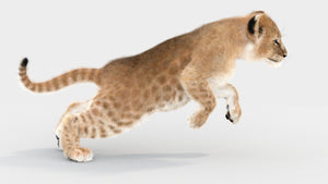 Animated Lion Cub 3D Models Fur | White and Natural Colors Thumbnail