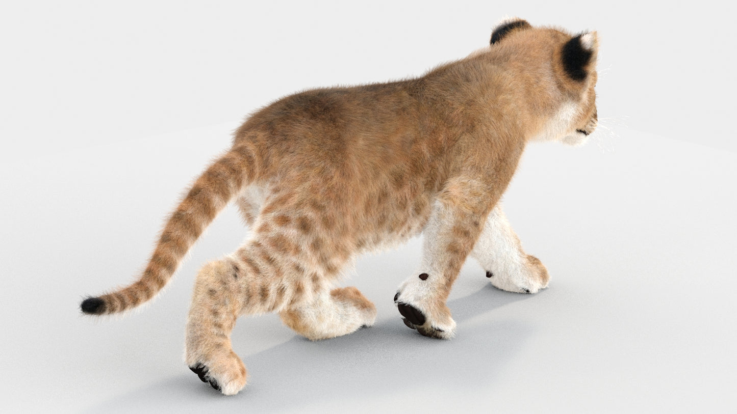 Lion Cub 3d Model Animated Fur