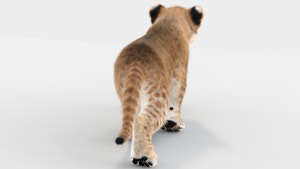 Baby lion 3D Model Animated with Fur  rear view Thumbnail