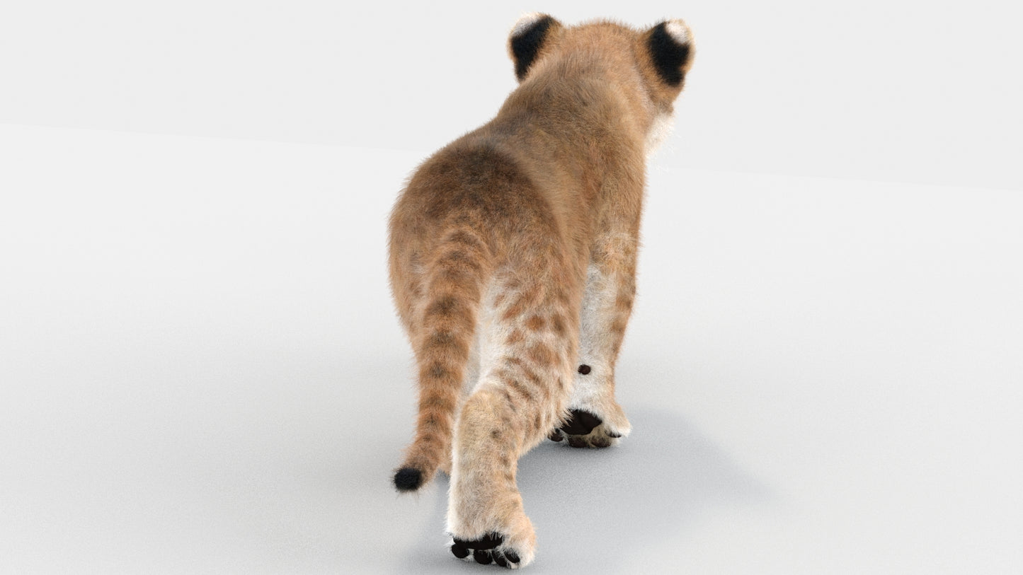 Lion Cub 3d Model Animated Fur