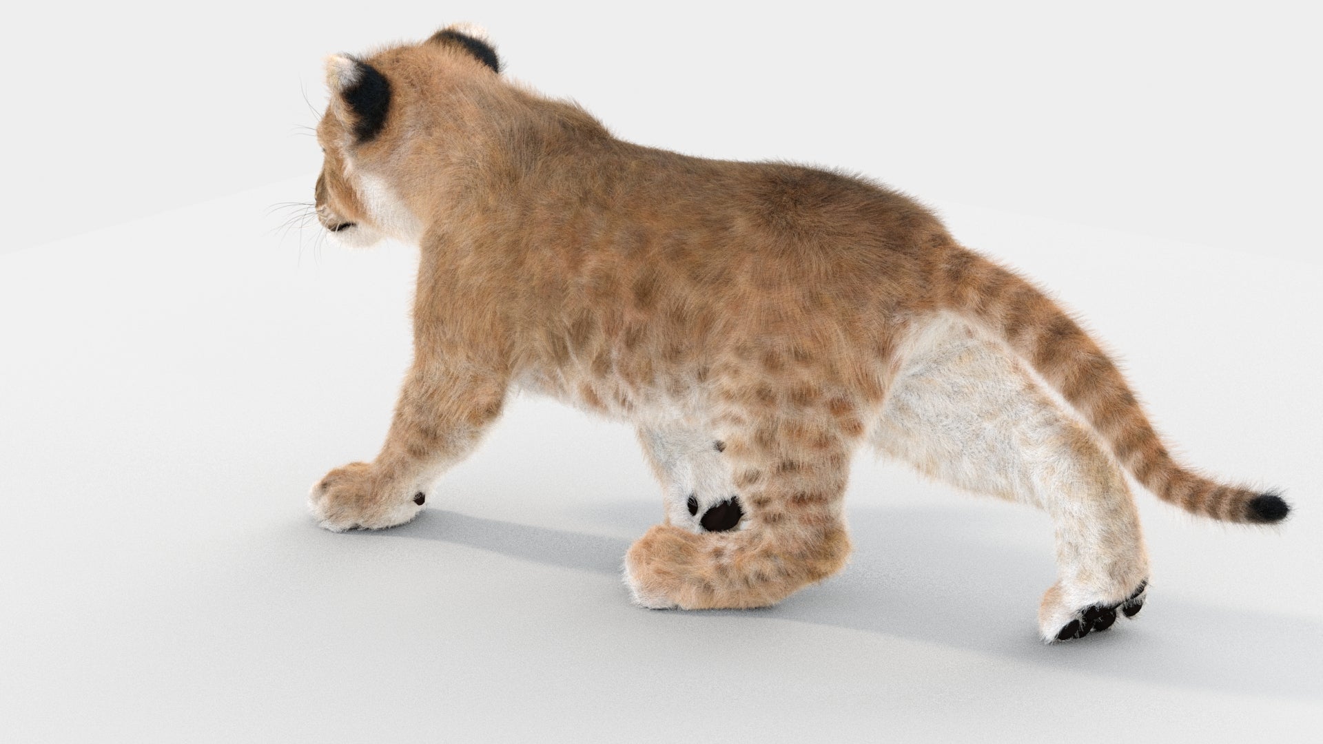 Animated Lion Cub 3D Models Fur | White and Natural Colors