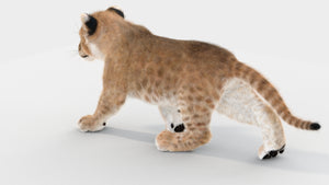 Animated Lion Cub 3D Models Fur | White and Natural Colors Thumbnail